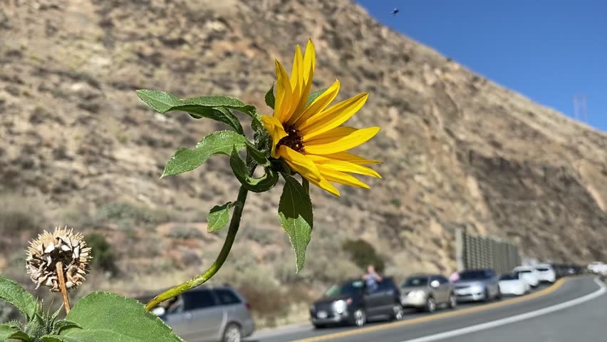 🌻 Mountain Sunflower: Bright Bloom by a Busy Scenic Road. A vibrant sunflower grows by the roadside against a backdrop of beige mountains and blurred cars. Bright sunny day with a clear blue sky. Concept of nature vs. civilization and summer travel.