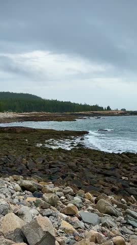 Pine Forests Along Rocky and Stormy Maine Shore (Acadia National Park, Maine, USA)