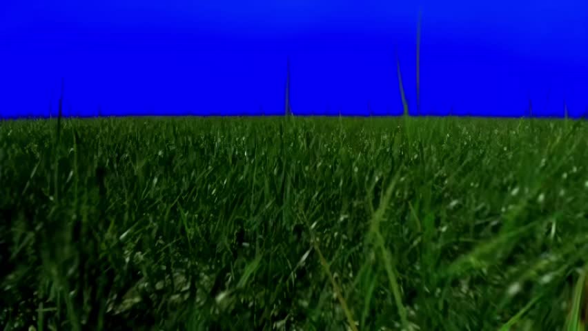 Green grass field growing upward with blue background 