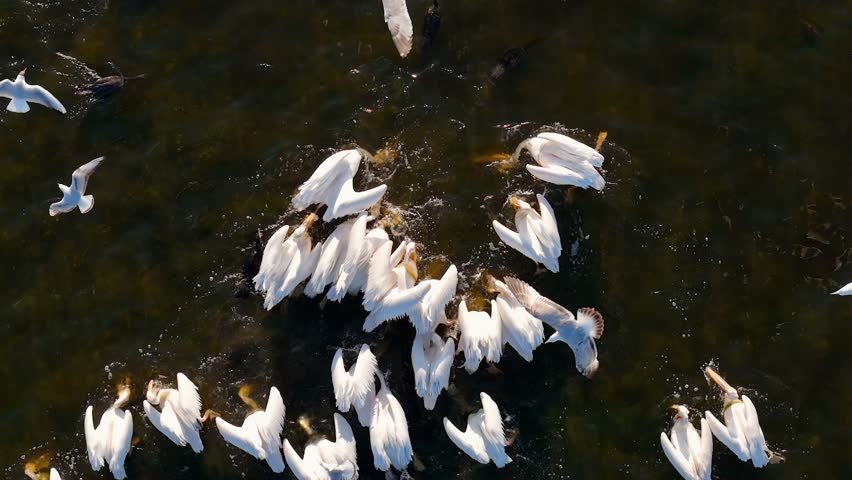 Aerial, Flock of White pelicans birds flying low over a calm lake and wetlands. A group of water birds flies in formation over a lake, capturing by Drone. Peaceful wildlife moment in natural landscape