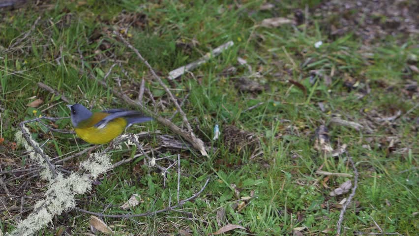 Close-up of a Comesebo Patagonico (Phrygilus patagonicus) perched on a branch in grass forest