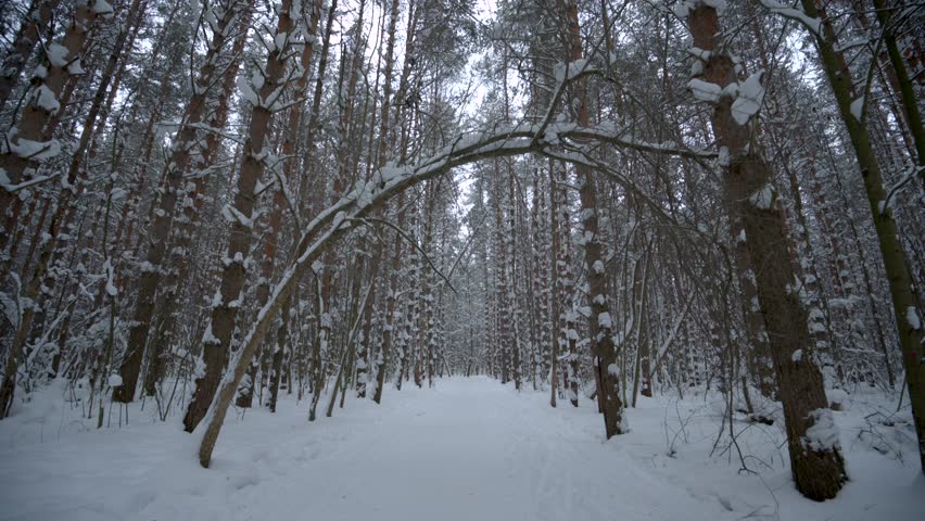 Falling snow in winter forest during cold season