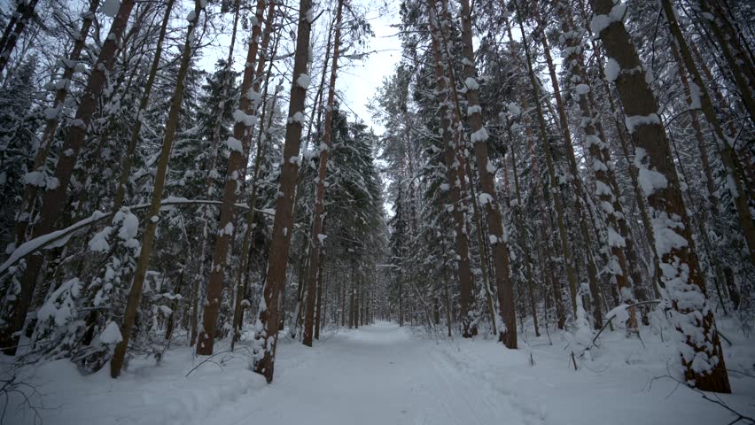 Falling snow in winter forest during cold season