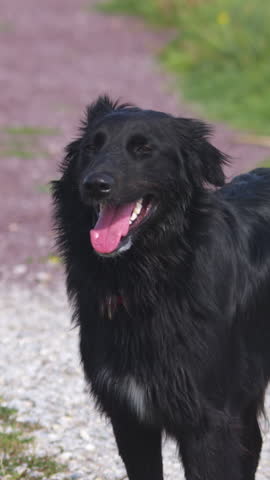 Black dog wearing red collar panting outdoors