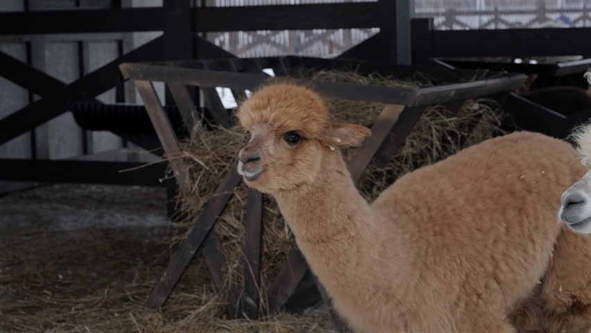 Young Alpaca Portrait In Winter Enclosure Near Hay Feeder
