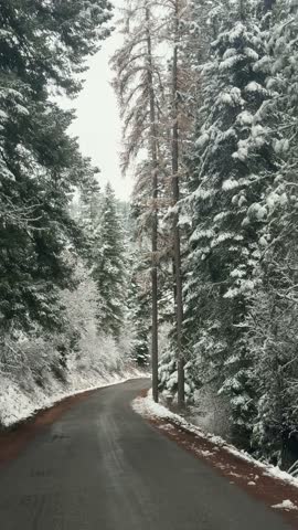 Winter Drive Through Snowy Pine Forest Road