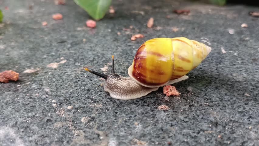 macro of white snail (Achatina fulica) walking on the floor