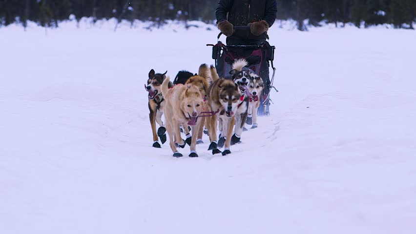 close up of dog team running in Alaska