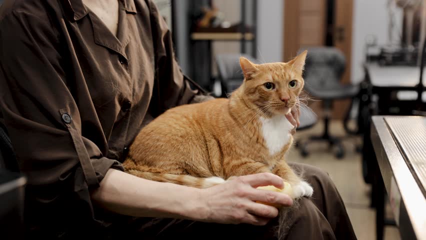 Ginger cat enjoying a grooming session on a woman's lap, being brushed and receiving caring pet treatment for comfort at proffesional grooming salon