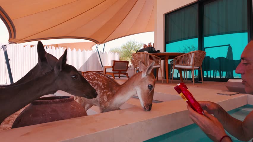 A tourist man feed deers at luxury resort in Ras Abrouq, Zeekret, Qatar