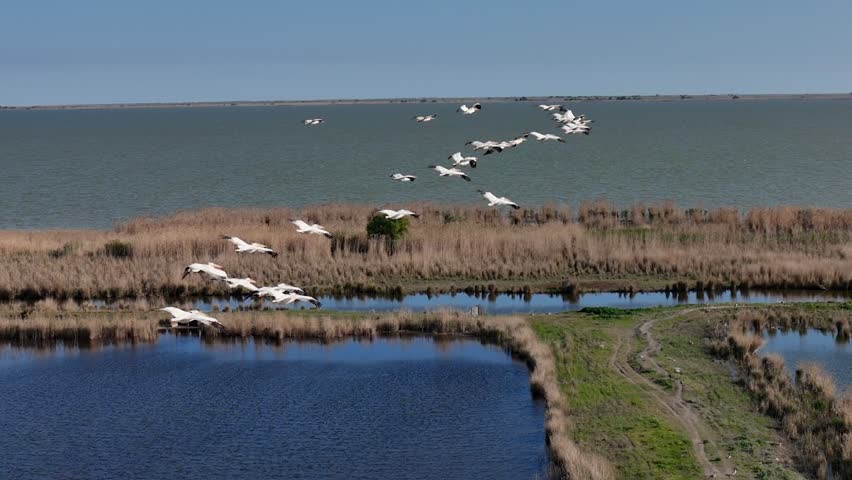 Aerial, Flock of White pelicans birds flying low over a calm lake and wetlands. A group of water birds flies in formation over a lake, capturing by Drone. Peaceful wildlife moment in natural landscape