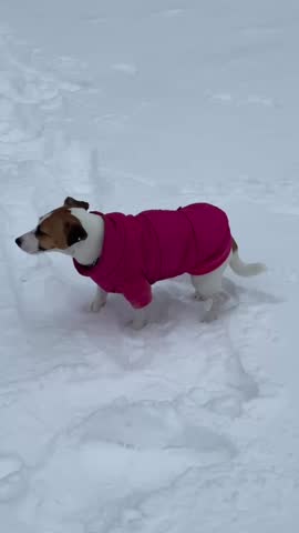 A Jack Russell Terrier walks in a jacket in winter.