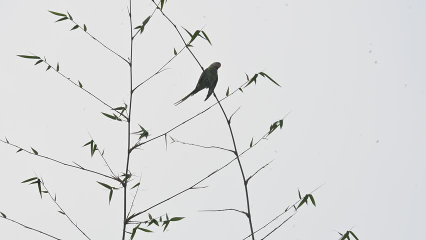 A alexandrine parakeets perches on a thin,  bamboo branch. Bird has a long tail, a vibrant red beak, and a faint dark ring around its neck. Parakeet is any one of many small sized species of parrot.