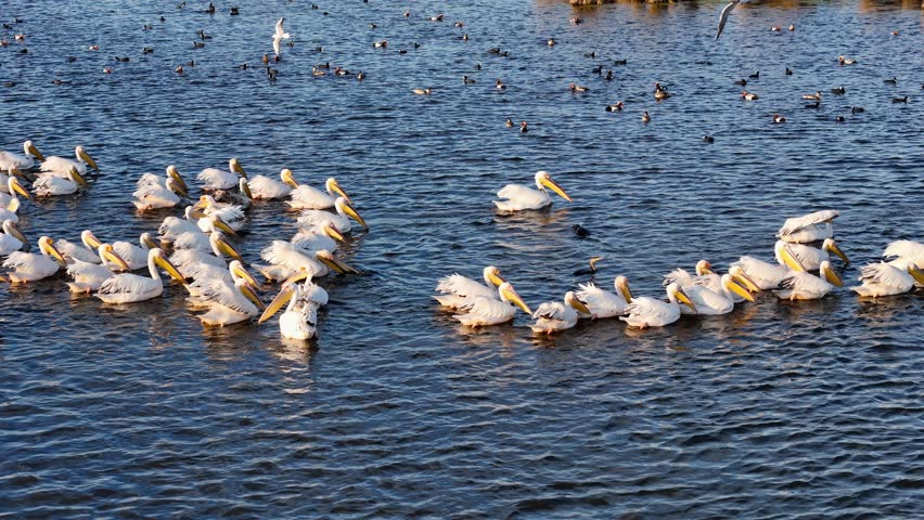 Aerial, Flock of White pelicans birds flying low over a calm lake and wetlands. A group of water birds flies in formation over a lake, capturing by Drone. Peaceful wildlife moment in natural landscape