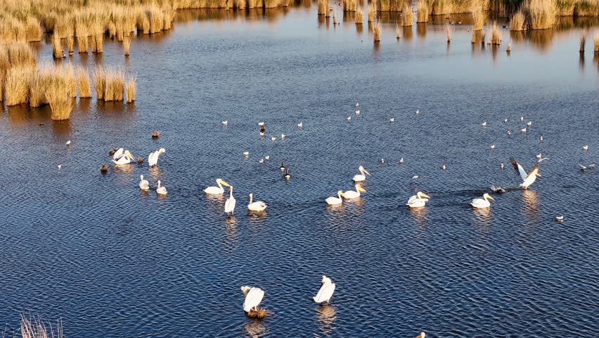 Aerial, Flock of White pelicans birds flying low over a calm lake and wetlands. A group of water birds flies in formation over a lake, capturing by Drone. Peaceful wildlife moment in natural landscape