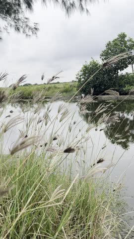 Focus on wild cogon grass (ilalang) by the swamp shore with trees reflected on the calm water surface. Scenic wetland landscape with natural mirroring effect and green vegetation