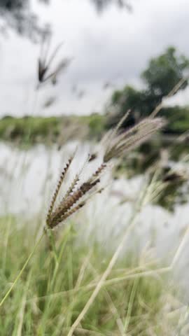 Focus on wild cogon grass (ilalang) by the swamp shore with trees reflected on the calm water surface. Scenic wetland landscape with natural mirroring effect and green vegetation