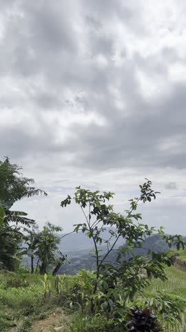 Scenic View of Green Rice Field Rows in the Highlands with Misty Mountains and Large White Clouds in the Blue Sky