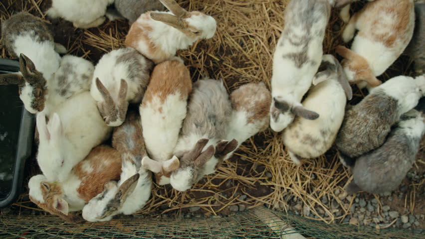 Top view of group of young rabbits crowded near wire fence and water tray, small farm animals feeding together on straw and soil in rural enclosure. High quality 4k footage