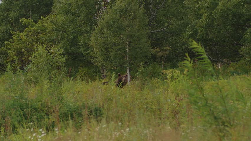 Dangerous predatory bear goes among tall grass at edge of forest in nature reserve or in its natural habitat. Concept of wildlife and ecology