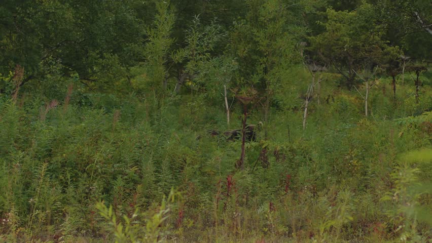 Large brown bear makes its way through thickets of grass and bushes on edge of forest on summer day. Handheld pov shot of camera