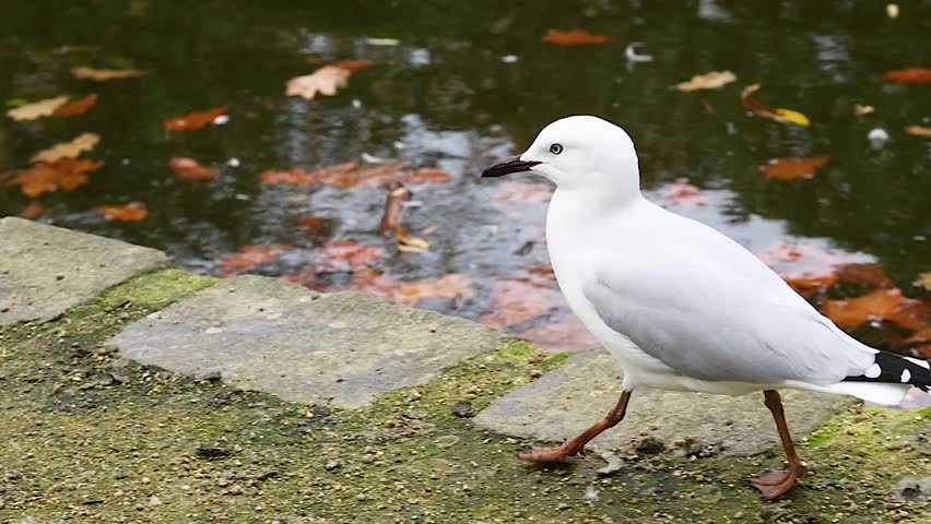 A white red-billed gull walks across a stone path beside a pond with autumn leaves.
