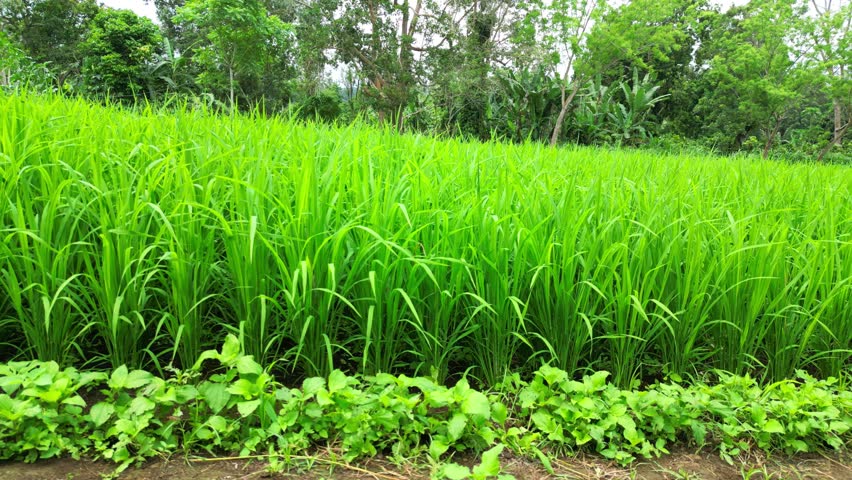 Aerial view from a rice field in São Tomé.Pilot project from China.The initiative seeks to transform regions into "national breadbaskets," leveraging local knowledge to revive rice production.Africa