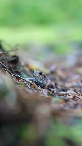 Beautiful Nature Footage of a Tiny Frog in the Woods