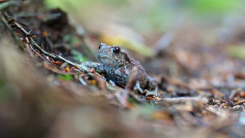 Macro View of a Small Toad Breathing in the Forest