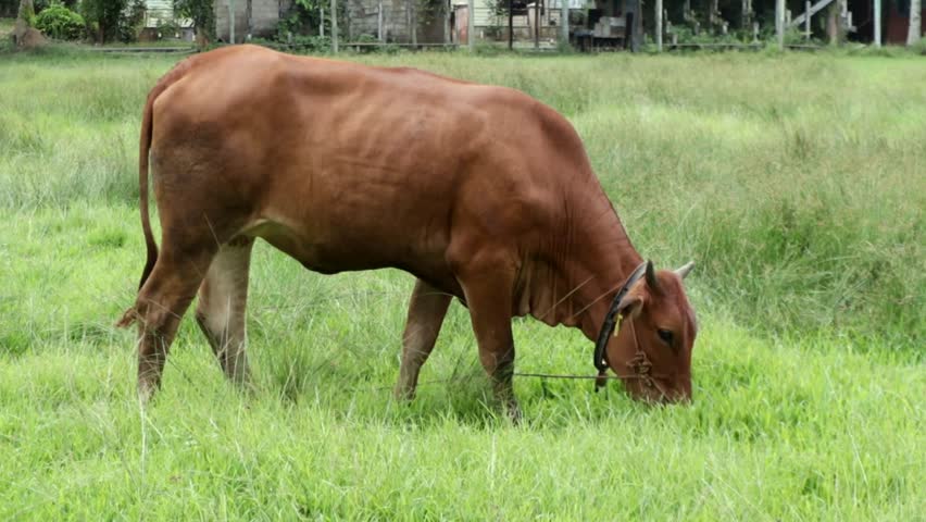 A grazing cow in a rural village landscape, representing countryside life, sustainable farming, and traditional livestock practices.