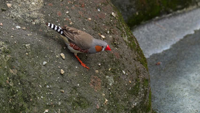 A male zebra finch (Taeniopygia guttata) with distinctive orange cheek patches, standing next to the water source and looking around the surroundings, close up shot.