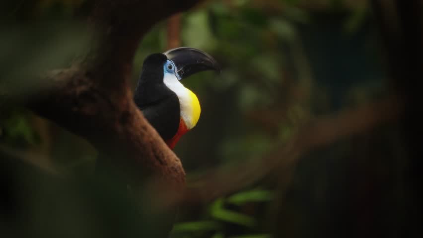 Channel-billed Toucan sitting on a branch, looking around, within a rainforest environment