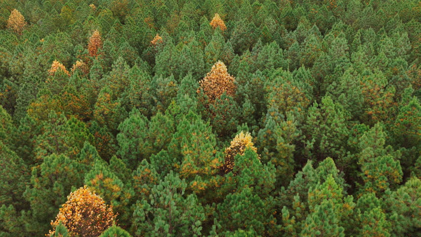 Mid-altitude drone shot revealing clusters of golden deciduous trees rising above deep green pines in a calm late-fall forest.