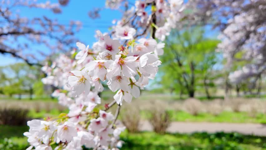 Kitakami Tenshochi Park with Sakura Cherry Blossom in Spring, Kitakami festival. Iwate mountain and Kitakami river in Iwate prefecture, Japan. Famous Landmark for Travel and Vacation destination 