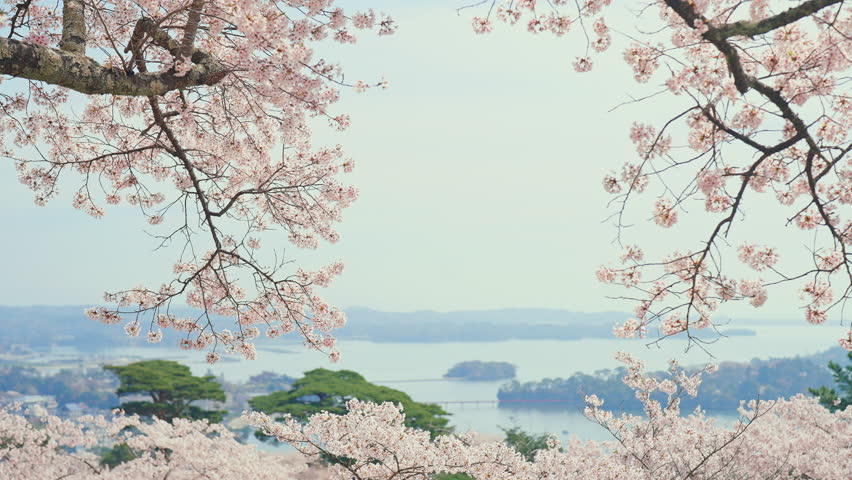 Matsushima Bay and Sakura cherry blossoms in Spring from Saigyo modoshi no matsu park near Sendai city, Miyagi Prefecture, Tohoku, Japan. Landmark and famous for tourists attraction. Japan travel