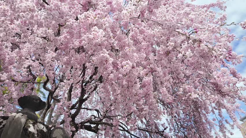 beautiful Spring day, sakura Cherry blossom against blue sky in park, Shidarezakura Weeping Cherry blooming in sunshine day. Japan Travel background, template and wallpaper for spring season 