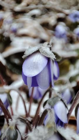 Early spring blue hepatica flowers blooming under falling snow in the forest.