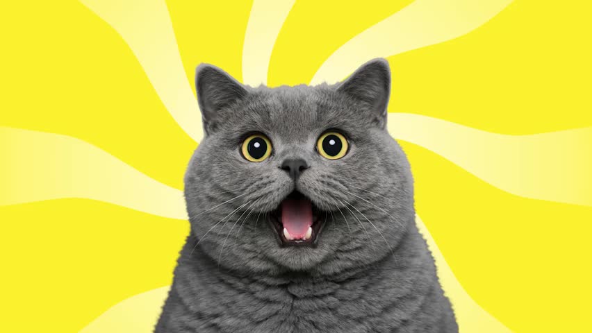 Funny Animated Cat With Big Eyes Watching Flying Fish on Yellow Rotating Sunburst Background