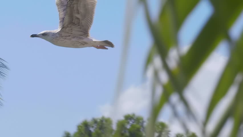 A seagull flies against a backdrop of palm trees and a blue sky. Slow mo, slow motion, high speed camera. Closeup