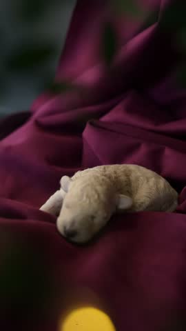 A light-colored Toy Poodle puppy peacefully sleeps. The puppy rests on a soft, maroon blanket during the day, appearing calm and content