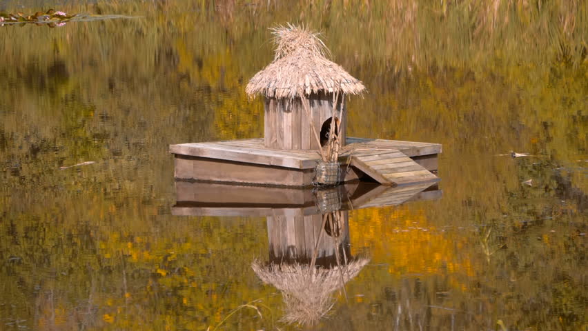 A cozy wooden duck house on a lake where the beautiful yellow autumn foliage is reflected in the water. Slow mo, slow motion, high speed camera