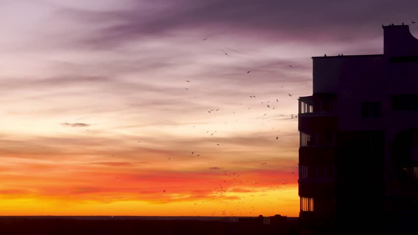 Sunset over the city, cityscape. Birds against the backdrop of sunset clouds. Sunset or sunrise colorful pink, red, blue and orange beautiful sky