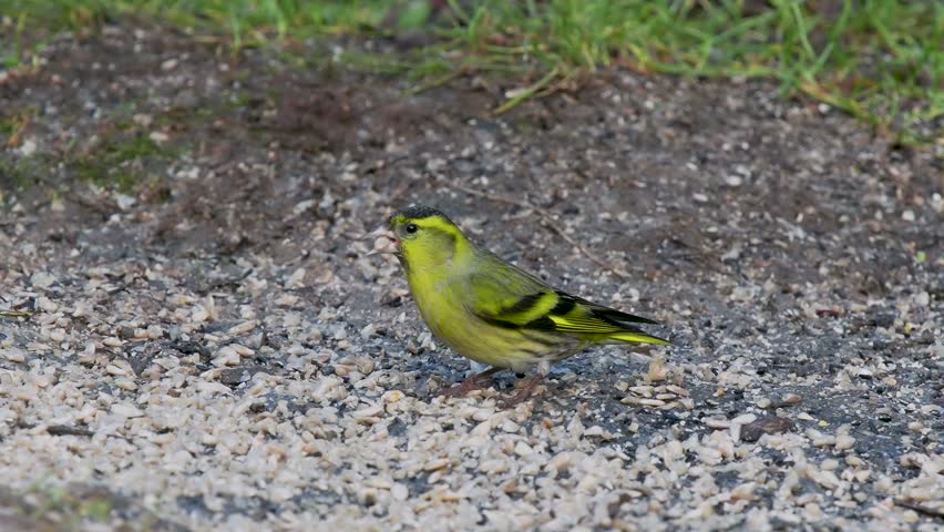 Siskin Feeding on the Ground
