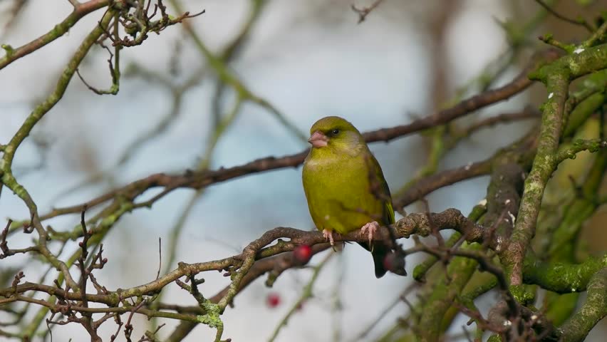 A Greenfinch Bird Perched on a Branch