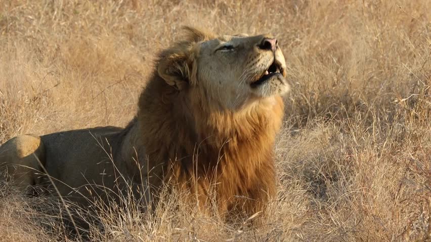 A large male lion roars .