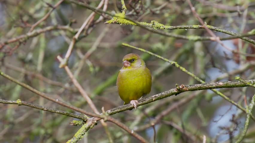 A Greenfinch Bird Perched on a Branch
