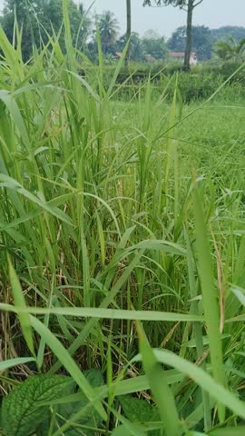 Wild Green Grass Swaying Gently In The Wind
