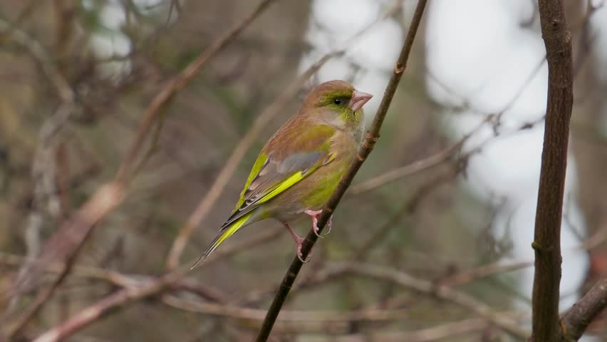 A Greenfinch Bird Perched on a Branch