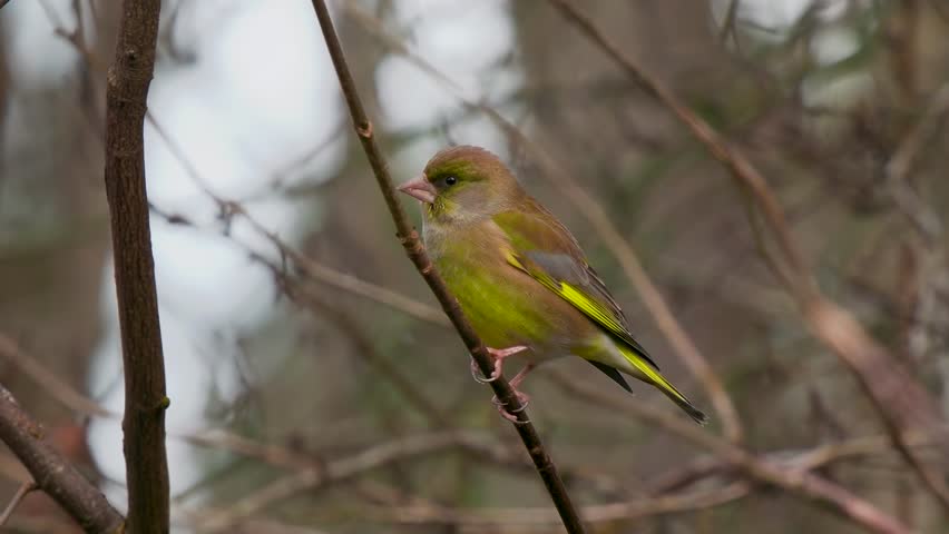 A Greenfinch Bird Perched on a Branch