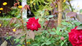 A detailed, slow-motion video focusing on a stunning red rose, showcasing its intricate petals and thorny stem. The background is softly blurred, highlighting the rose's beauty and romantic allure. - Powered by Shutterstock - Get 15% off with code: PIKWIZARD15